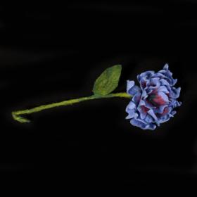 Blüte